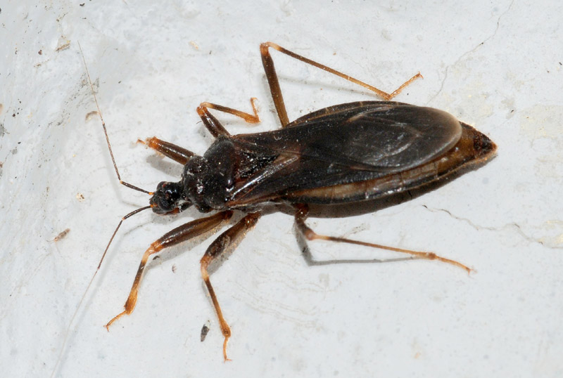 Reduviidae: Reduvius personatus, m.& f., dell''Emilia (RE)